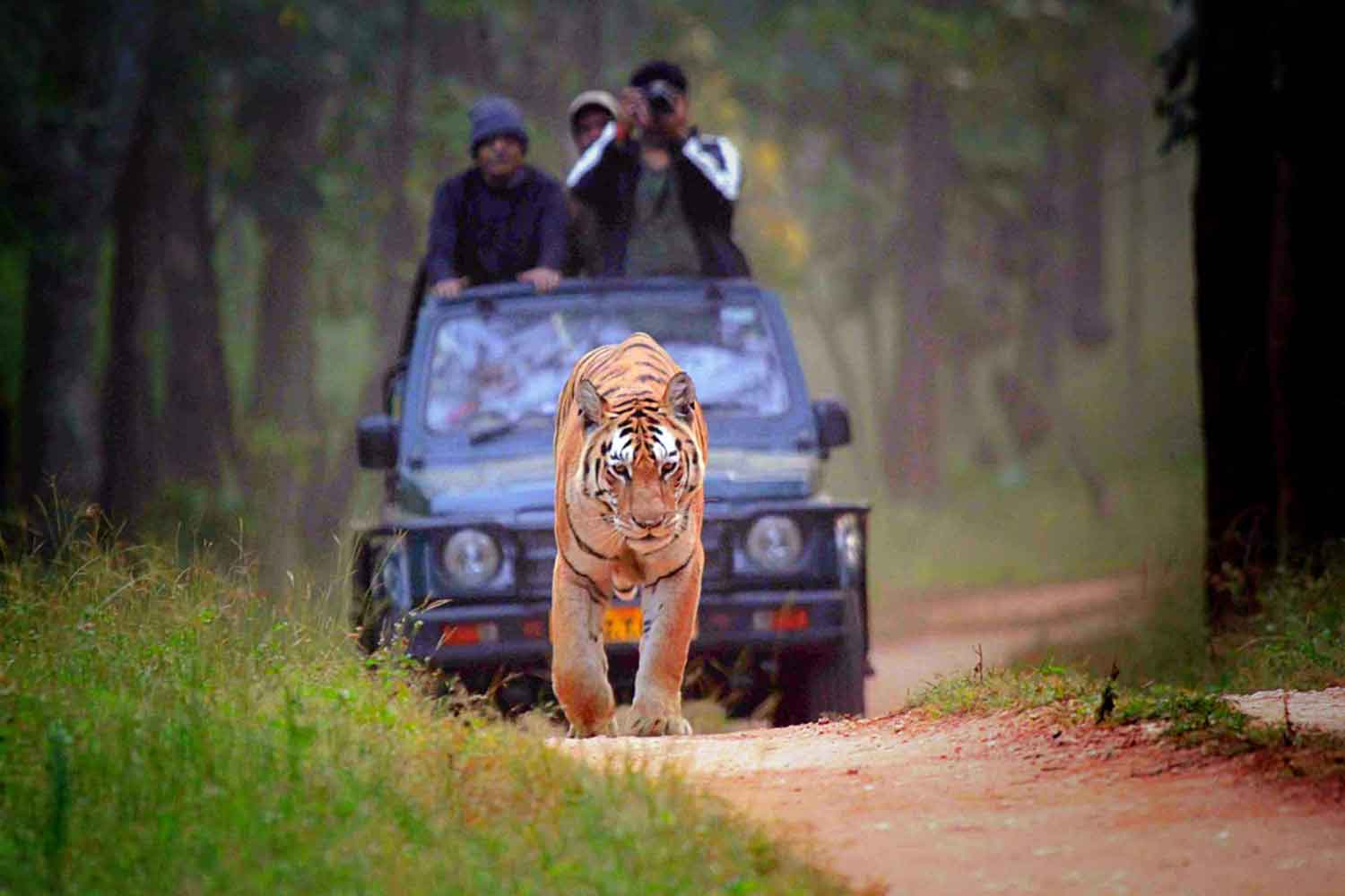 Bandhavgarh Safari